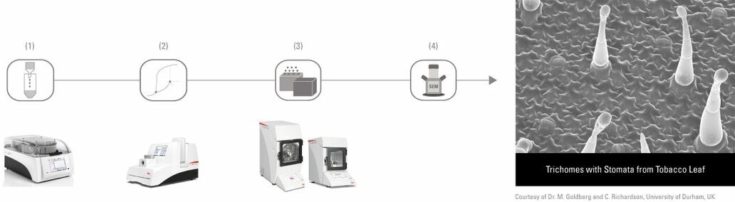 (1) Automated tissue processing (EM TP) | (2) Automated critical point drying (EM CPD300) | (3) Carbon and/or sputter coating (EM ACE200 / EM ACE600) | (4) Image analysis in the SEM.