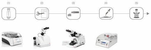 (1) Automated tissue processing (EM TP) | (2) Trimming (EM TRIM2) | (3) Serial sectioning (EM UC7) | (4) Staining (EM AC20) | (5) Image analysis in the TEM.