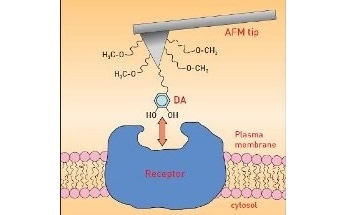 Studying the Interaction Between Dopamine and D1-Receptor in SH-SY5Y Cells Using Atomic Force Microscopy