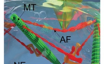 Scientists 'Poke' Cells to Uncover Response to Mechanical Pressure