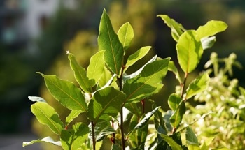 Green Laser Synthesis of Fluorescent Carbon Dots from Bay Leaves