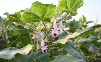 Silver Nanoparticles Get a Green Makeover: An Eco-Friendly Way to Target Diabetes