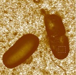 Studying Mechanics of Soft Materials with AFM
