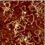 Capturing Biological Dynamics with FastScan Bio from Bruker