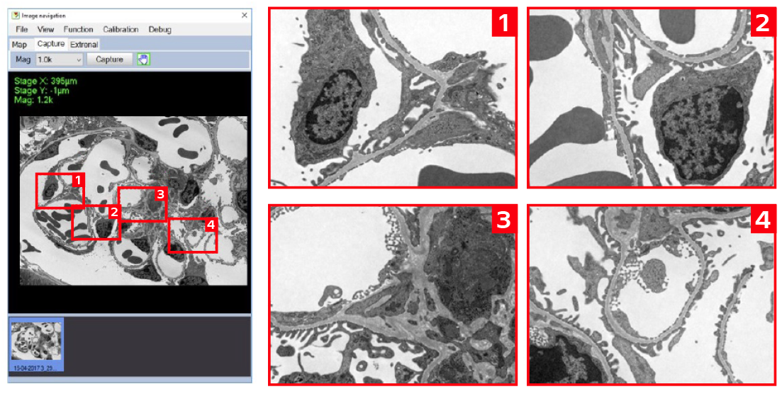 HT7800: A Fully Digital, Versatile Transmission Electron Microscope