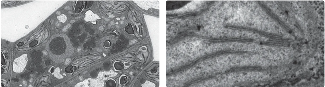 Ultrastructure of Arabidopsis.