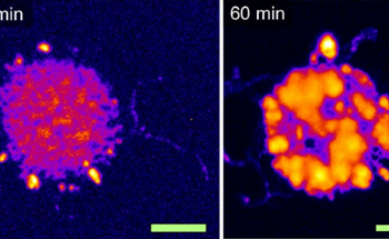 Comparing Spectroscopic Techniques for Nanoscale Analysis of Polyethylene Formation