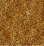 ScanAsyst Atomic Force Microscopy Imaging Mode from Bruker