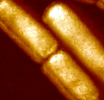 Time Series of CM15 Antimicrobial Activity on Live E. coli Cells